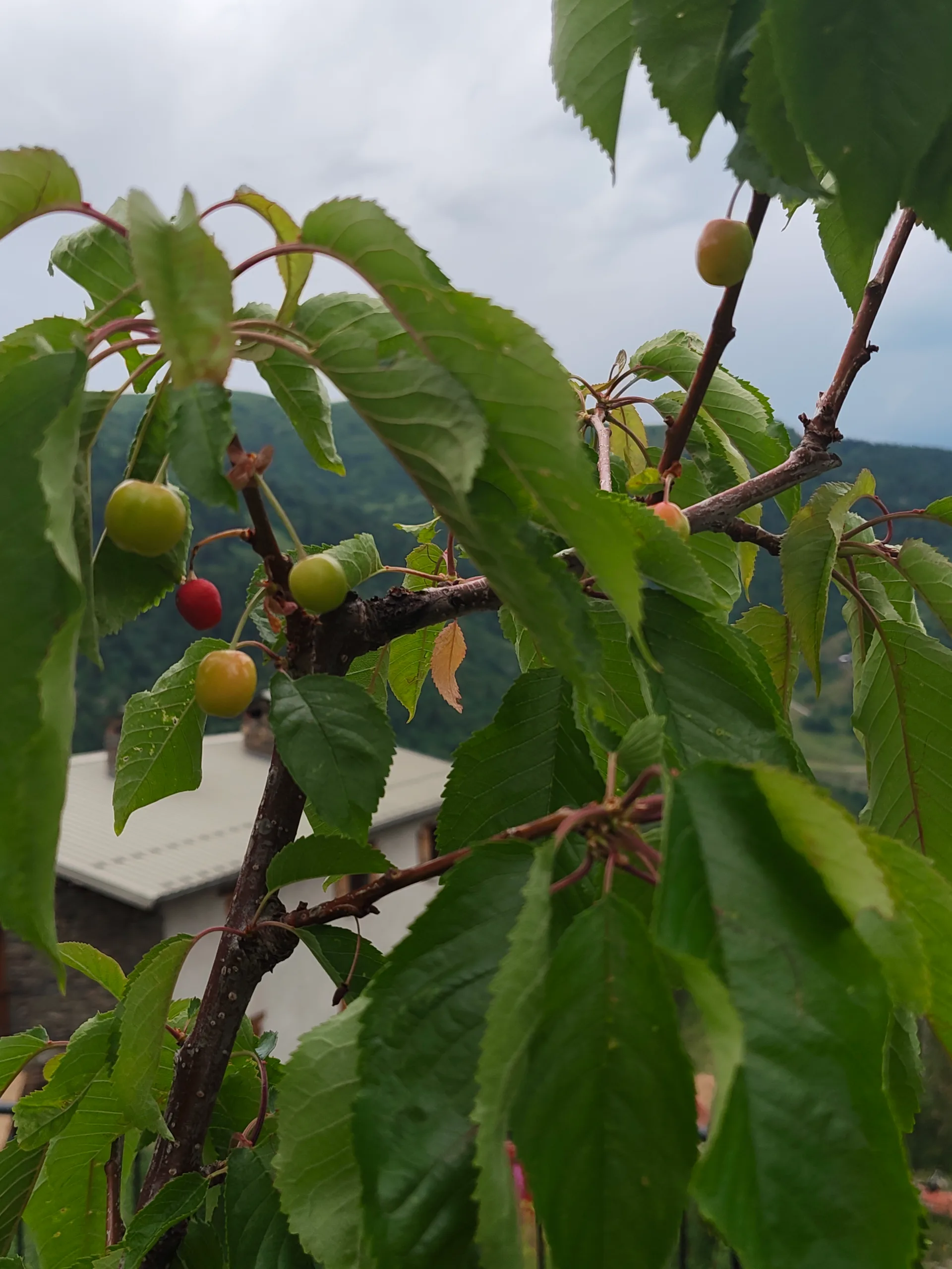 Cherry